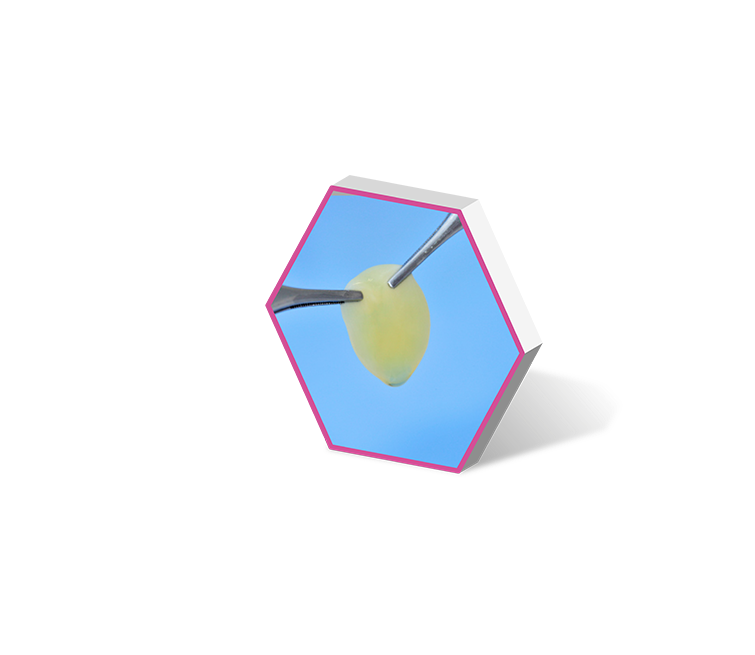 dibujo de coágulo de plasma rico en factores de crecimiento